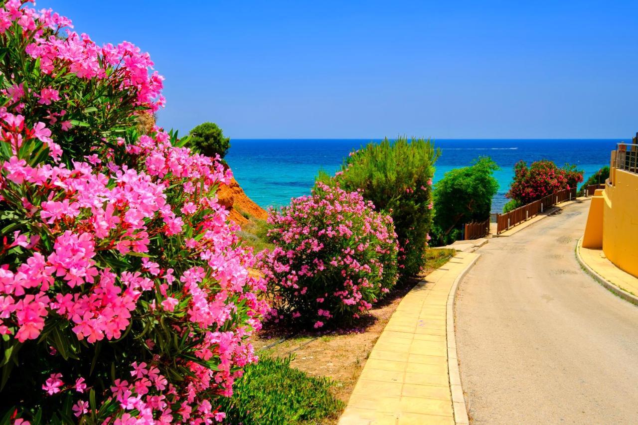 Mileniun Levante Dehesa de Campoamor  Dış mekan fotoğraf